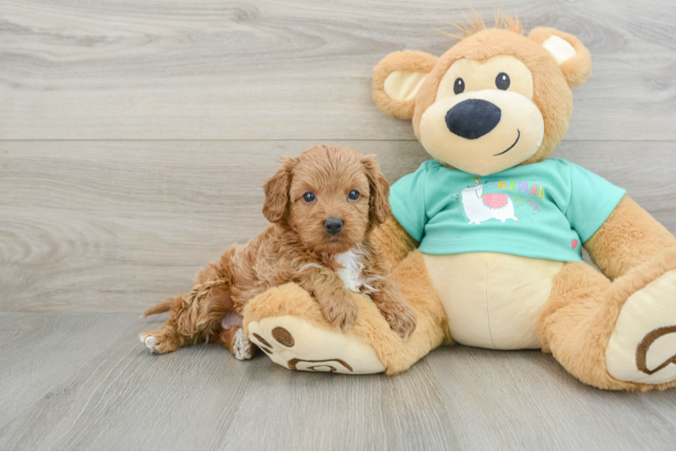Meet Jessica - our Cavapoo Puppy Photo 1/3 - Puppy Love PR Playful Cavapoodle Poodle Mix Puppy