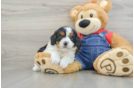 Cavapoo Puppy for Adoption