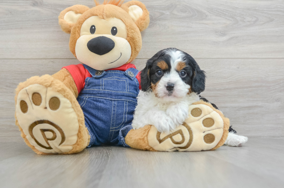 5 week old Cavapoo Puppy For Sale - Puppy Love PR