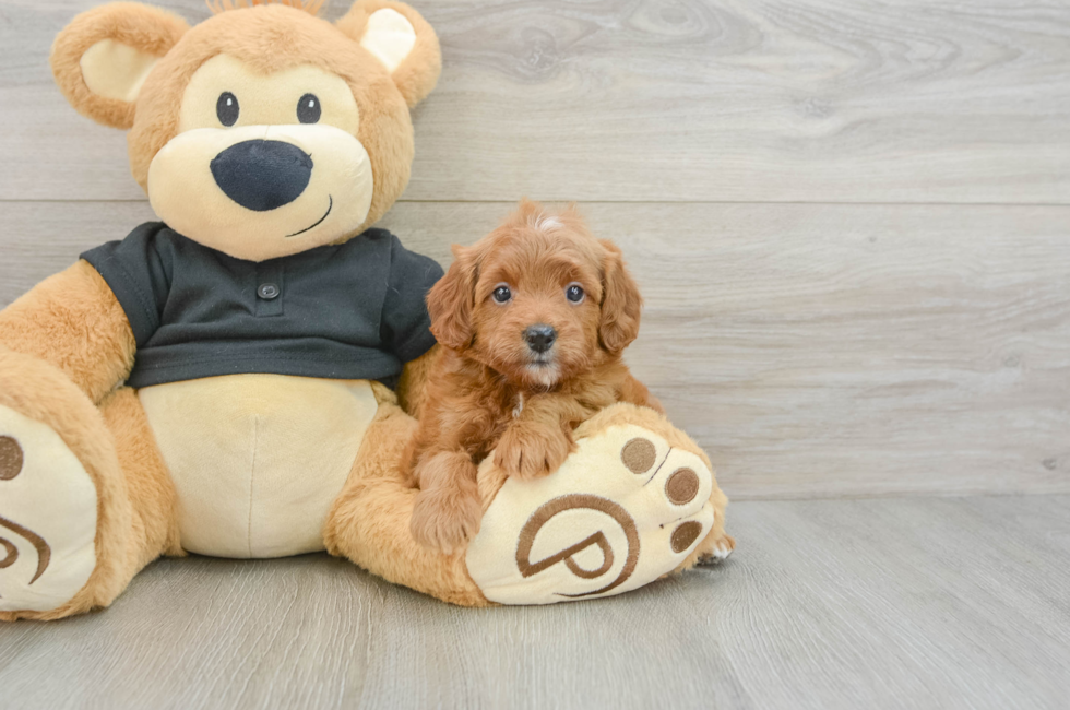 7 week old Cavapoo Puppy For Sale - Puppy Love PR