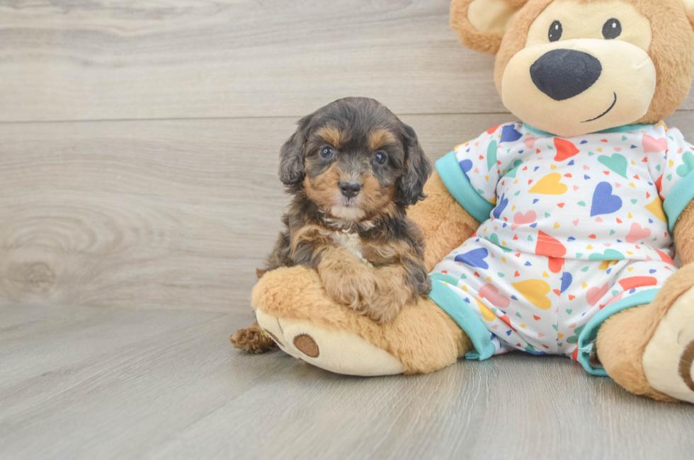 5 week old Cavapoo Puppy For Sale - Puppy Love PR