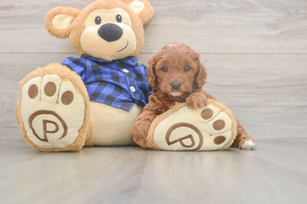 5 week old Cavapoo Puppy For Sale - Puppy Love PR