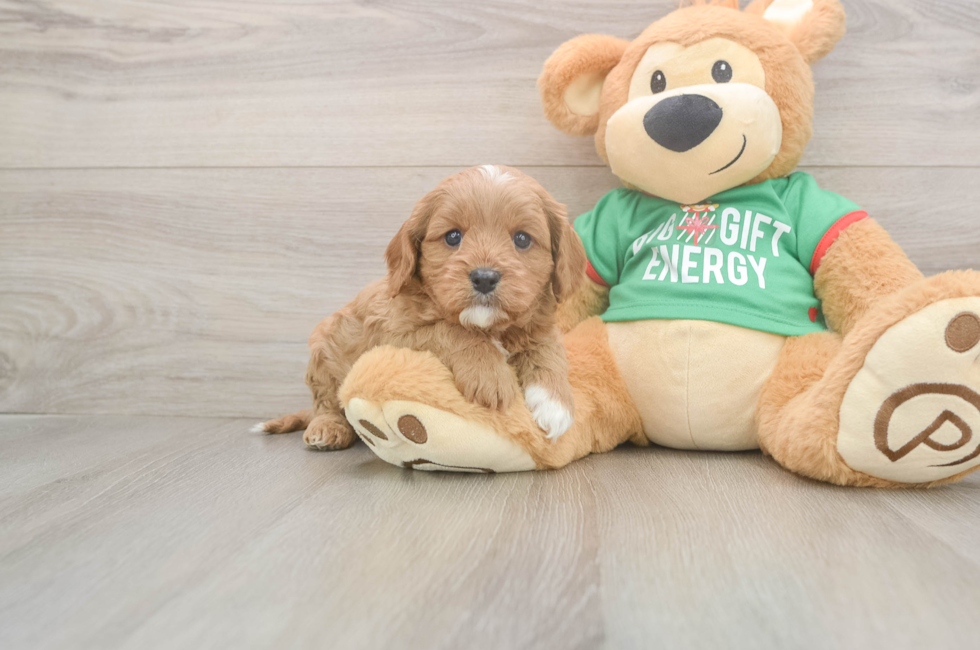 5 week old Cavapoo Puppy For Sale - Puppy Love PR