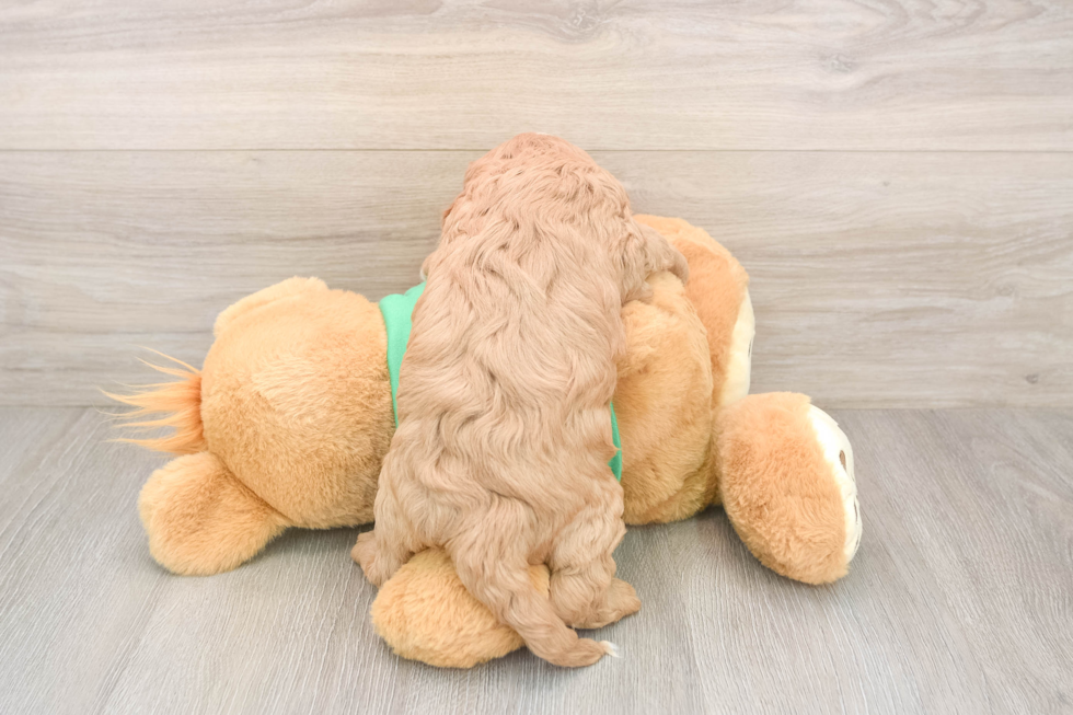 Energetic Cavoodle Poodle Mix Puppy