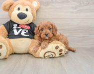8 week old Cavapoo Puppy For Sale - Puppy Love PR