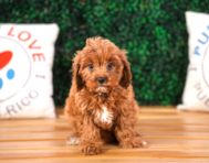 10 week old Cavapoo Puppy For Sale - Puppy Love PR