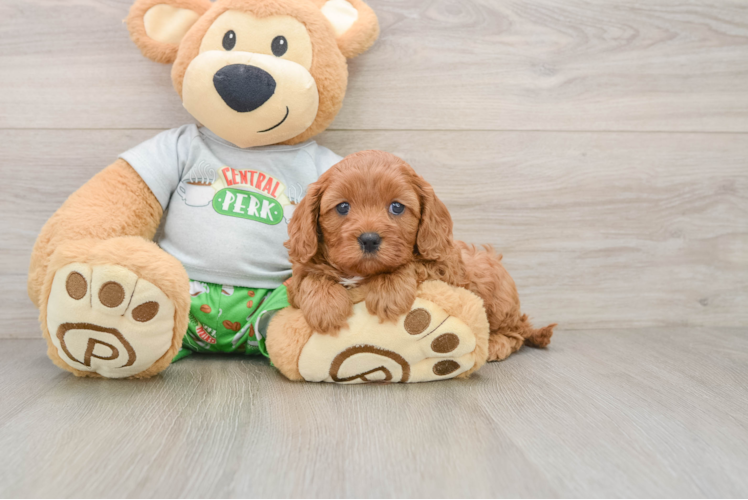 Little Cavipoo Poodle Mix Puppy