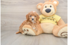 Best Cavapoo Baby