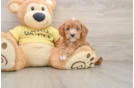 Sweet Cavapoo Baby