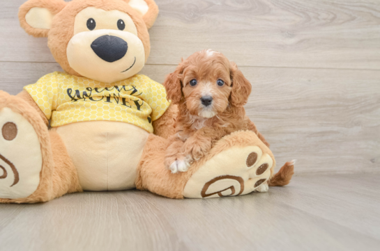 Sweet Cavapoo Baby