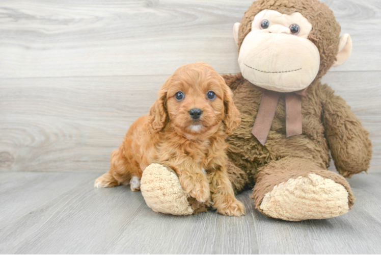 Meet Jessica - our Cavapoo Puppy Photo 1/3 - Puppy Love PR Best Cavapoo Baby