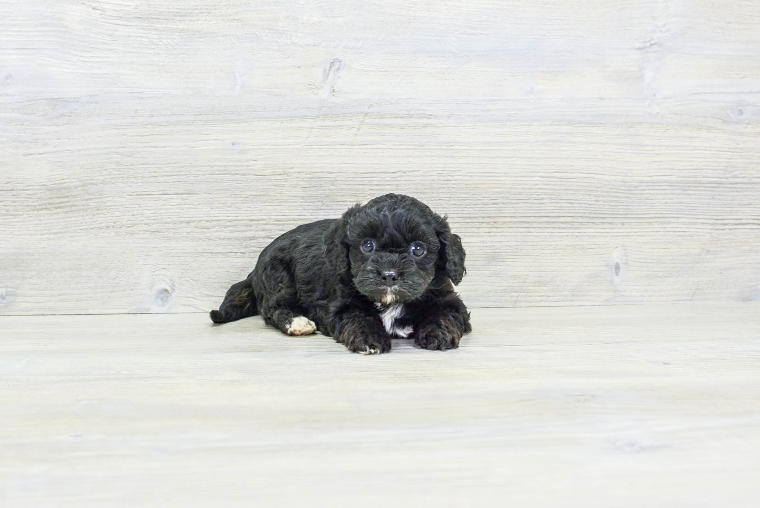 Petite Cavapoo Poodle Mix Pup