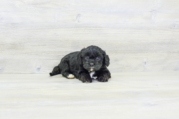 Meet Jessica - our Cavapoo Puppy Photo 1/4 - Puppy Love PR Petite Cavapoo Poodle Mix Pup