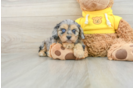 Cavapoo Pup Being Cute