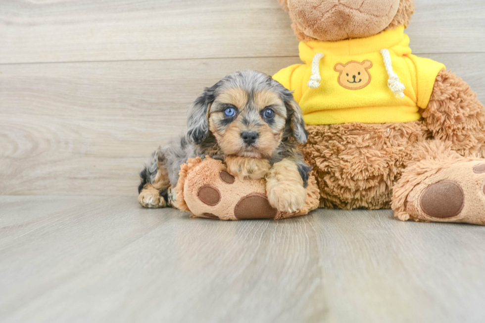 Cavapoo Pup Being Cute