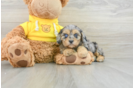 Cavapoo Puppy for Adoption