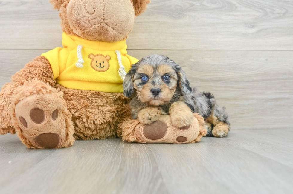 7 week old Cavapoo Puppy For Sale - Puppy Love PR