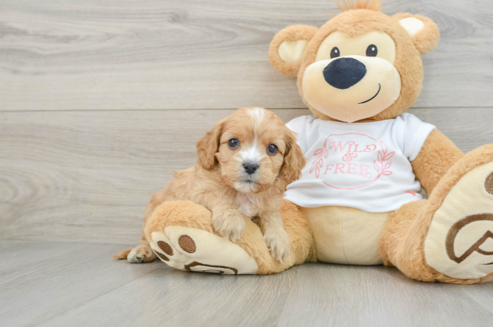 6 week old Cavapoo Puppy For Sale - Puppy Love PR