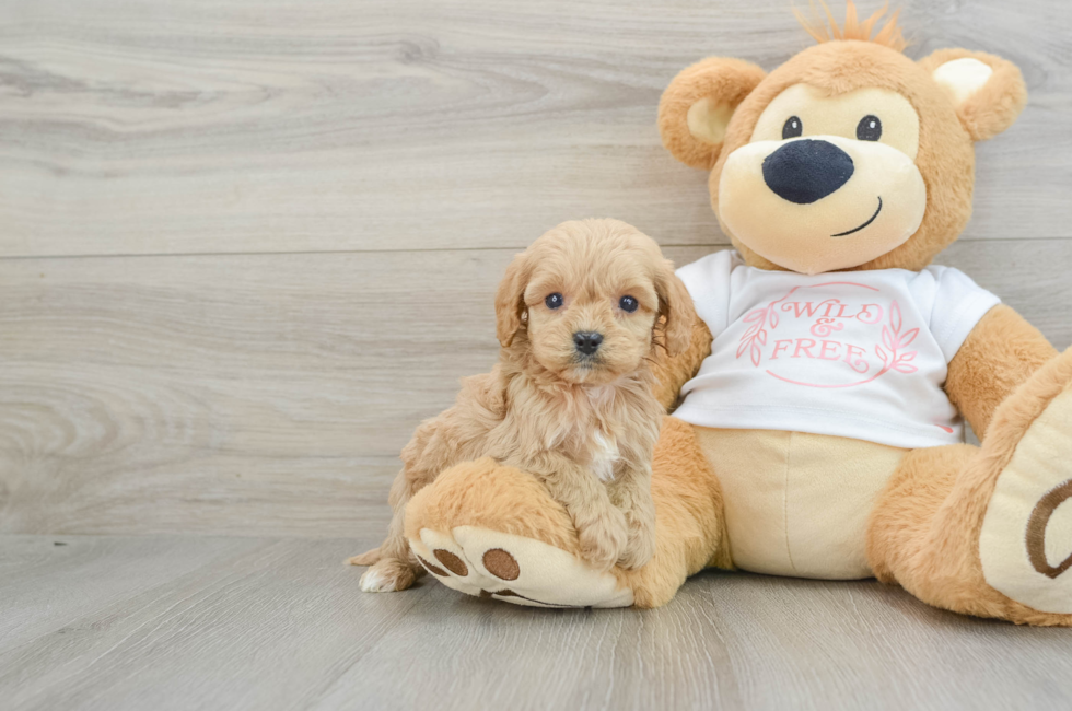 5 week old Cavapoo Puppy For Sale - Puppy Love PR