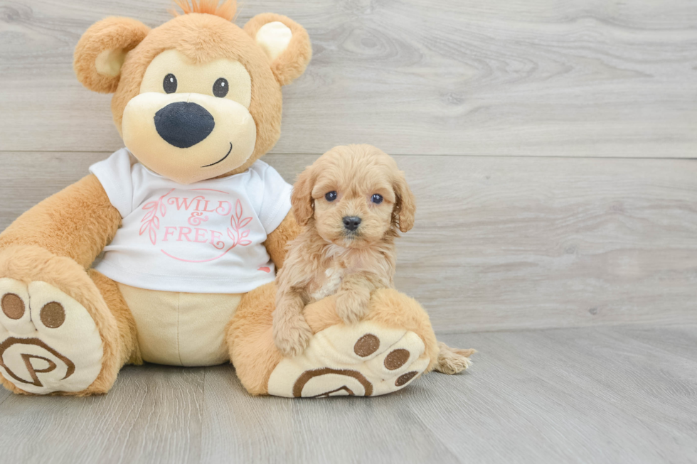 Cavapoo Pup Being Cute