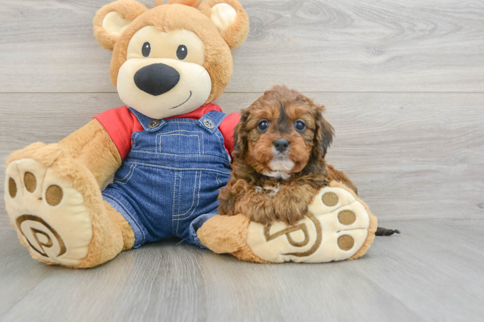 Hypoallergenic Cavadoodle Poodle Mix Puppy