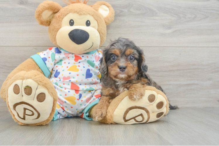 Funny Cavapoo Poodle Mix Pup