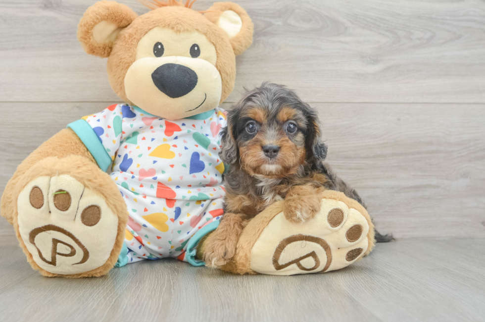 5 week old Cavapoo Puppy For Sale - Puppy Love PR