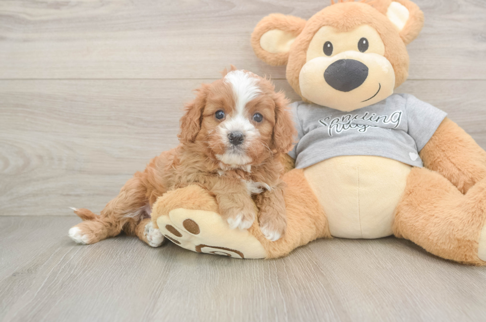 5 week old Cavapoo Puppy For Sale - Puppy Love PR