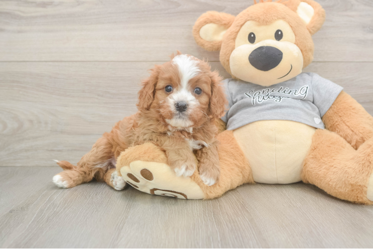 Meet Jewel - our Cavapoo Puppy Photo 1/3 - Puppy Love PR Cavapoo Puppy for Adoption