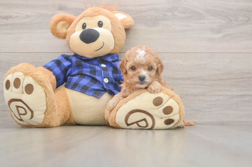 5 week old Cavapoo Puppy For Sale - Puppy Love PR