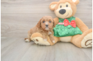 Playful Cavapoodle Poodle Mix Puppy