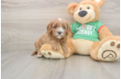 Cute Cavapoo Baby