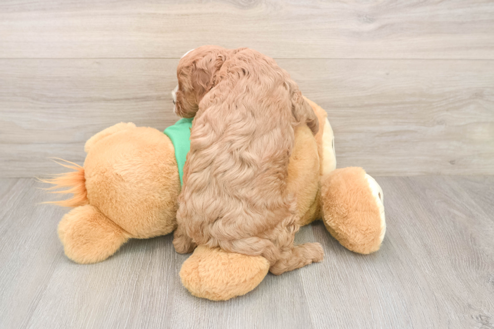 Cavapoo Puppy for Adoption