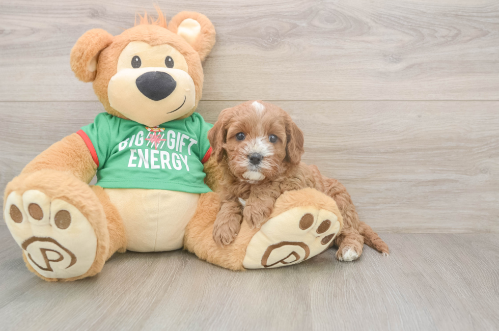 5 week old Cavapoo Puppy For Sale - Puppy Love PR