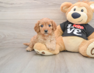 8 week old Cavapoo Puppy For Sale - Puppy Love PR