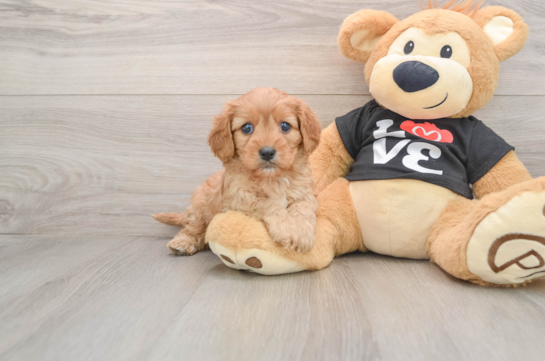 Smart Cavapoo Poodle Mix Pup