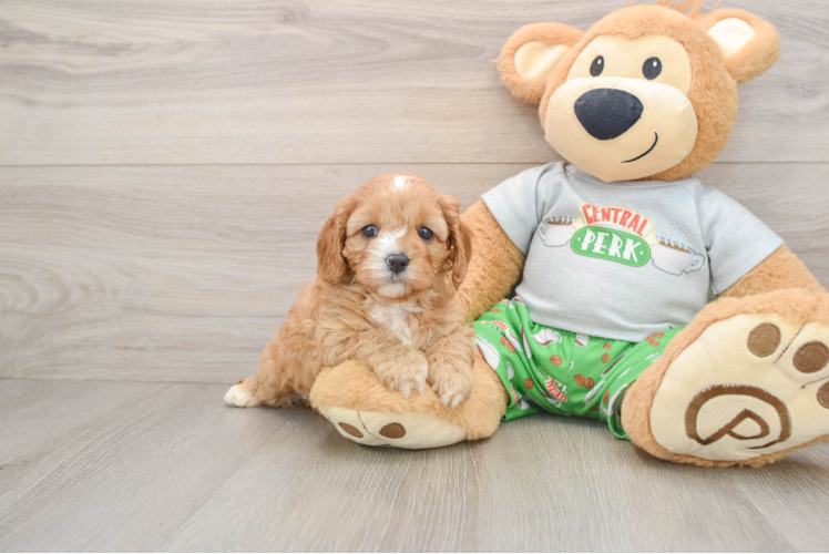 Petite Cavapoo Poodle Mix Pup