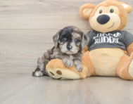 7 week old Cavapoo Puppy For Sale - Puppy Love PR