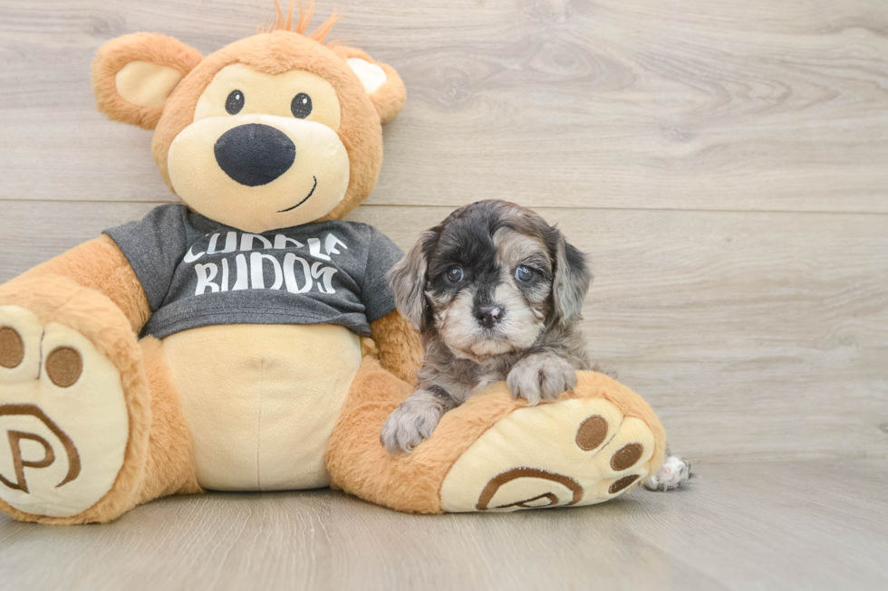 Cavapoo Puppy for Adoption