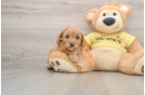 Best Cavapoo Baby