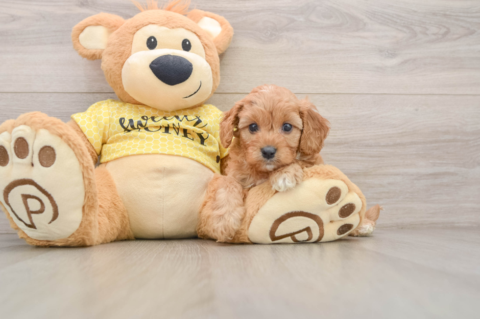 Cavapoo Pup Being Cute
