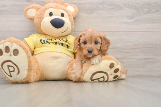 Cavapoo Pup Being Cute