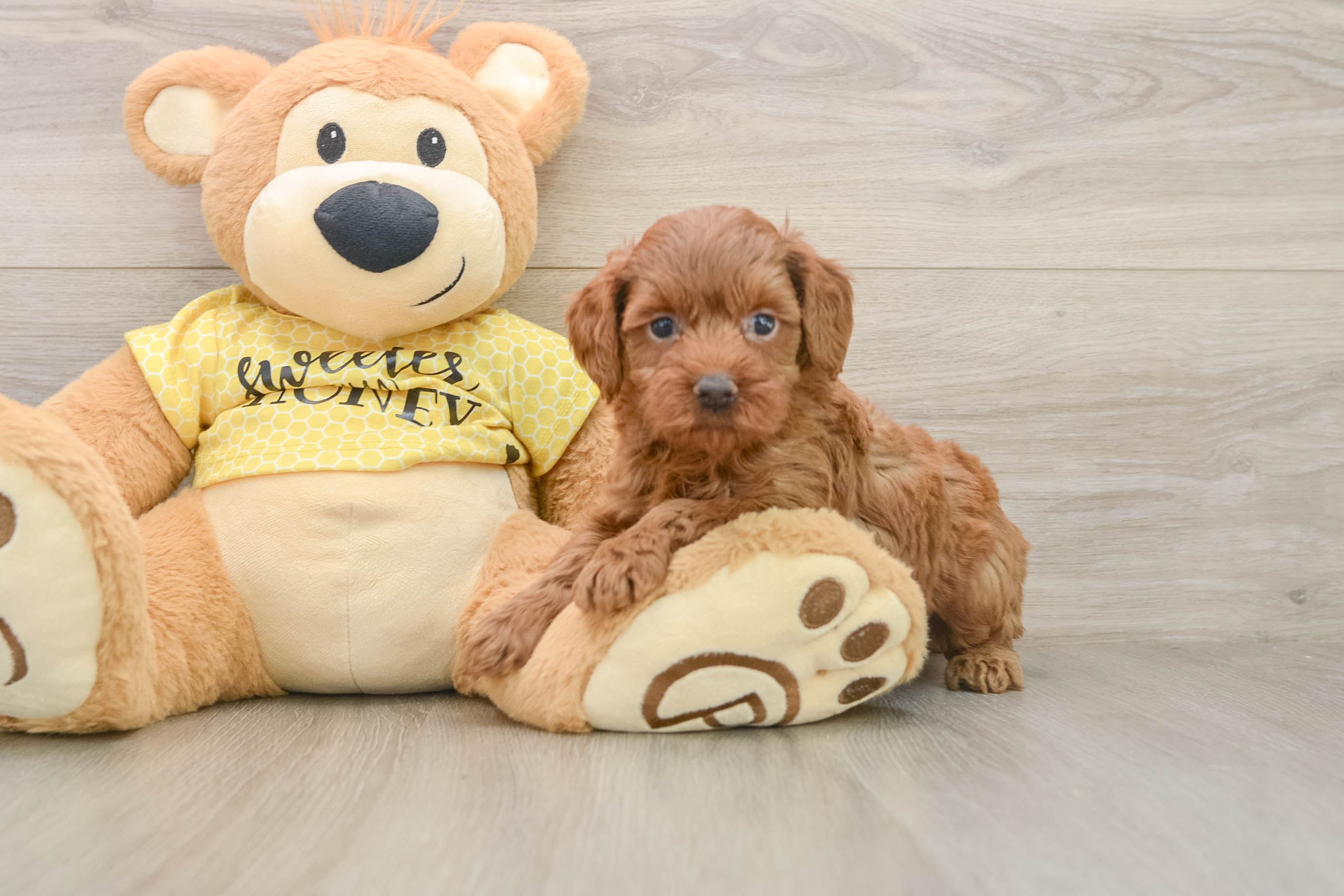 Cavapoo Puppy for Adoption