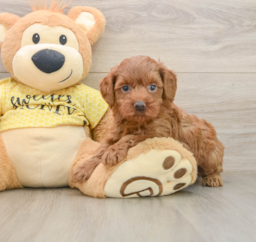 7 week old Cavapoo Puppy For Sale - Puppy Love PR