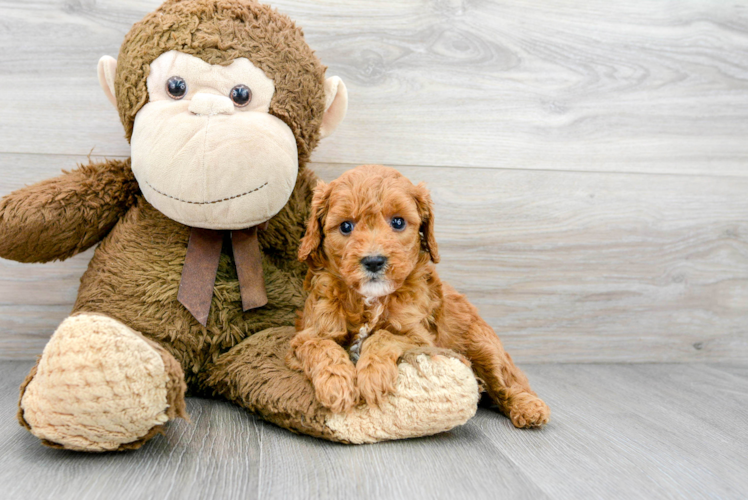 Meet Jewel - our Cavapoo Puppy Photo 1/3 - Puppy Love PR Popular Cavapoo Poodle Mix Pup
