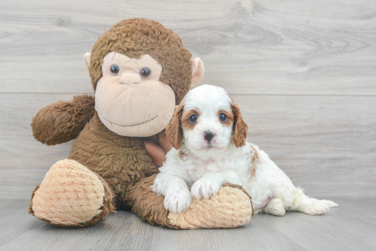 Happy Cavapoo Baby