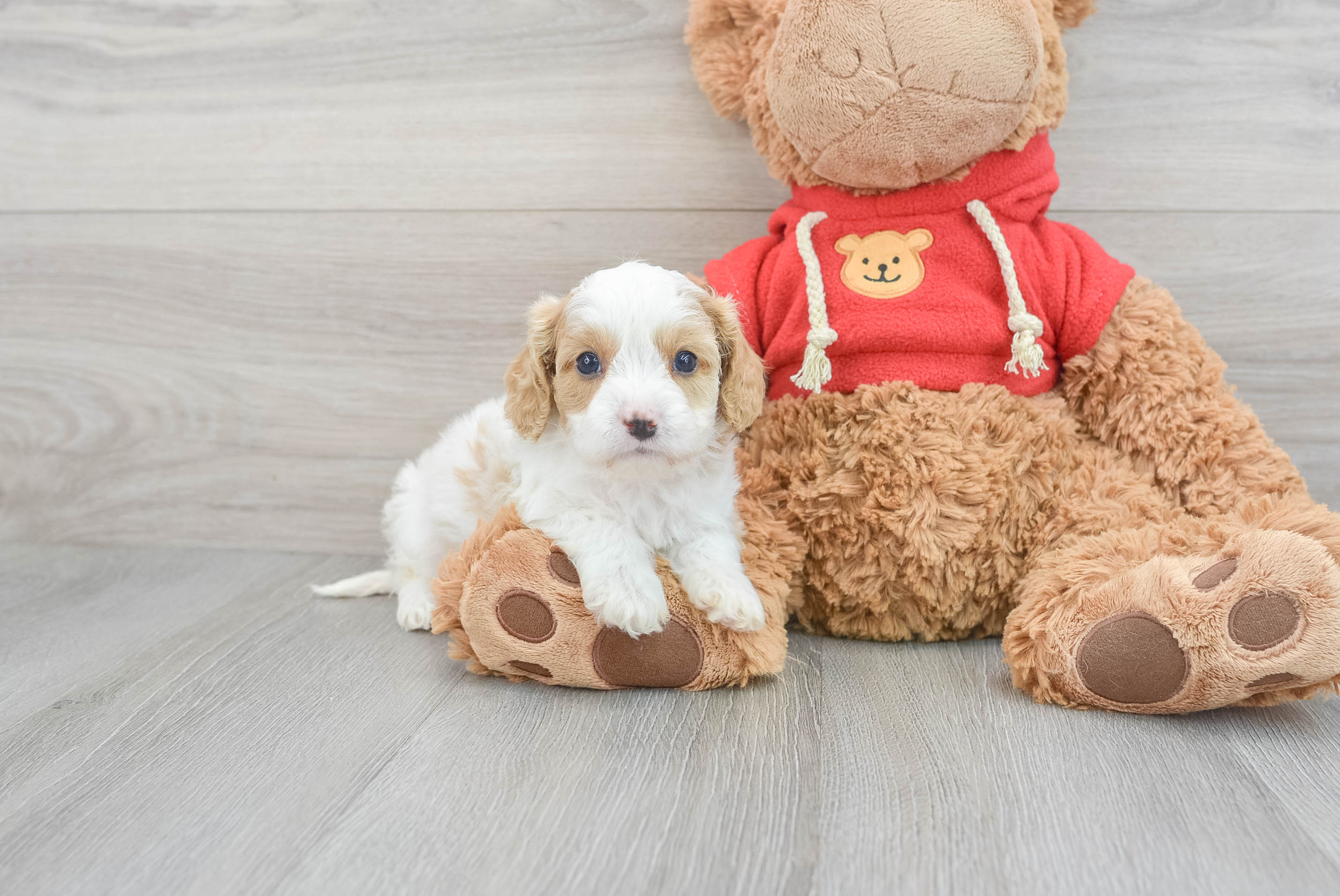 Cavapoo Pup Being Cute