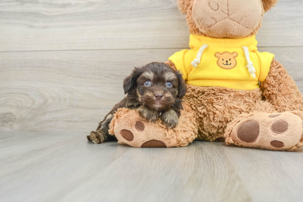 Adorable Cavalier King Charles Spaniel and Poodle Mix Poodle Mix Puppy