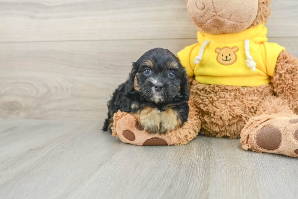 Best Cavapoo Baby