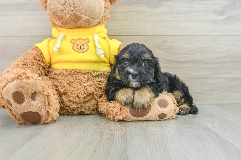 Best Cavapoo Baby